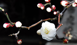 学問の神様！菅原の道真公をお祀り